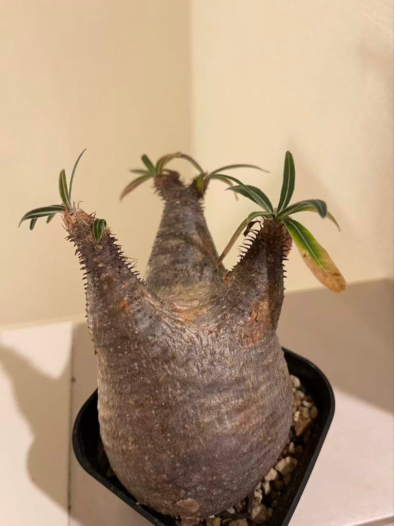 パキポディウム　グラキリス　現地株　発根済み　発根管理してから半年間