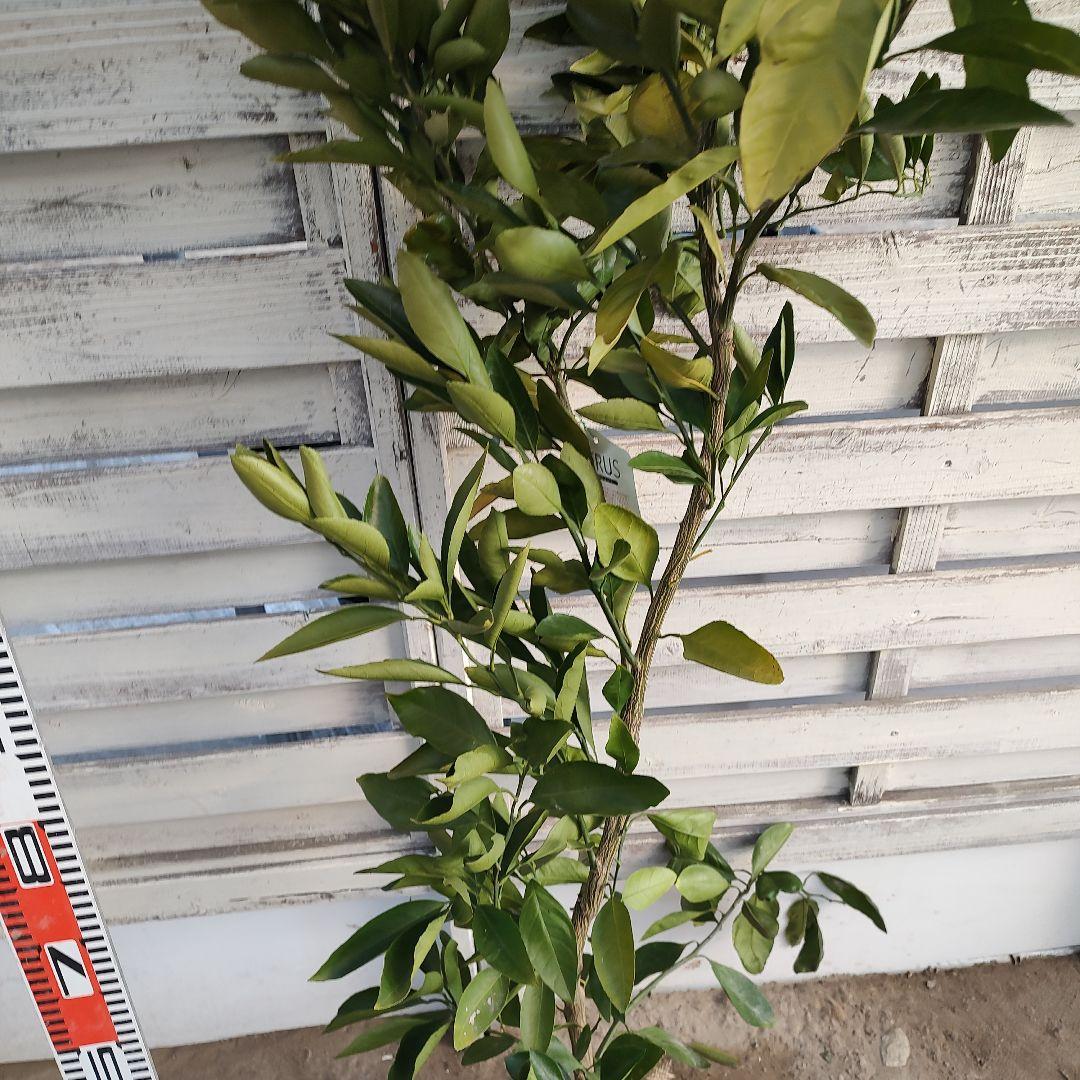 ウサキチさま専用出品 田口早生 3年生