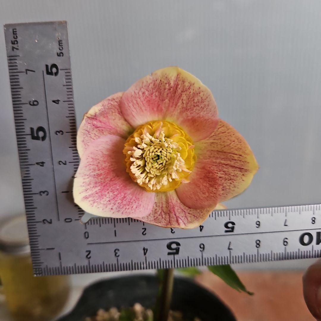 夕映え様ご購入苗㉖-207㉖-244クリスマスローズ