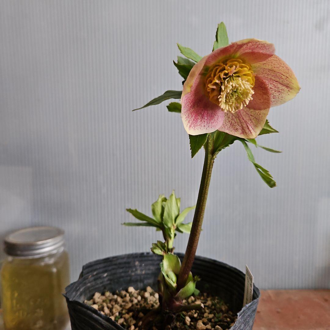 夕映え様ご購入苗㉖-207㉖-244クリスマスローズ