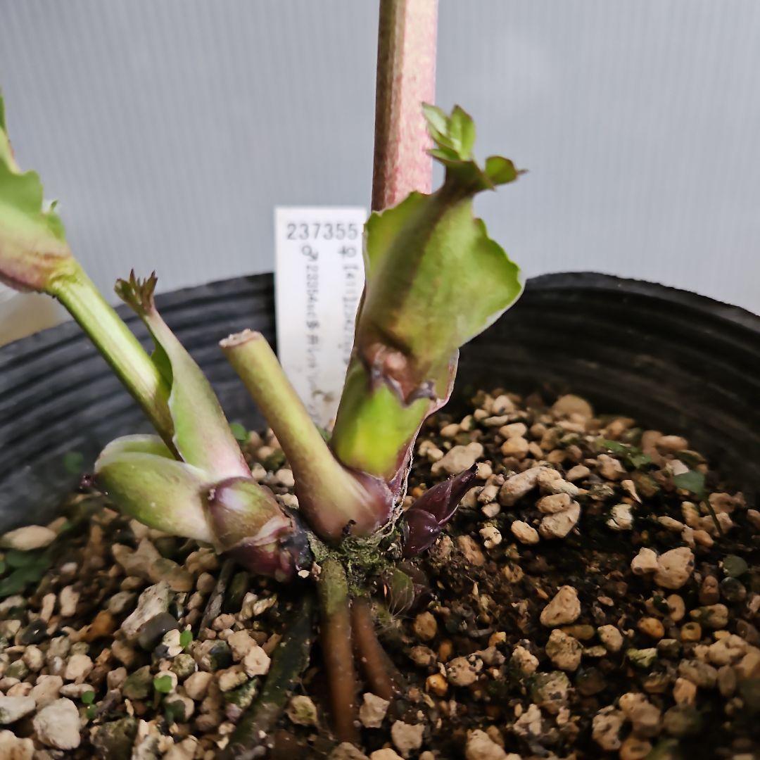 夕映え様ご購入苗㉖-207㉖-244クリスマスローズ