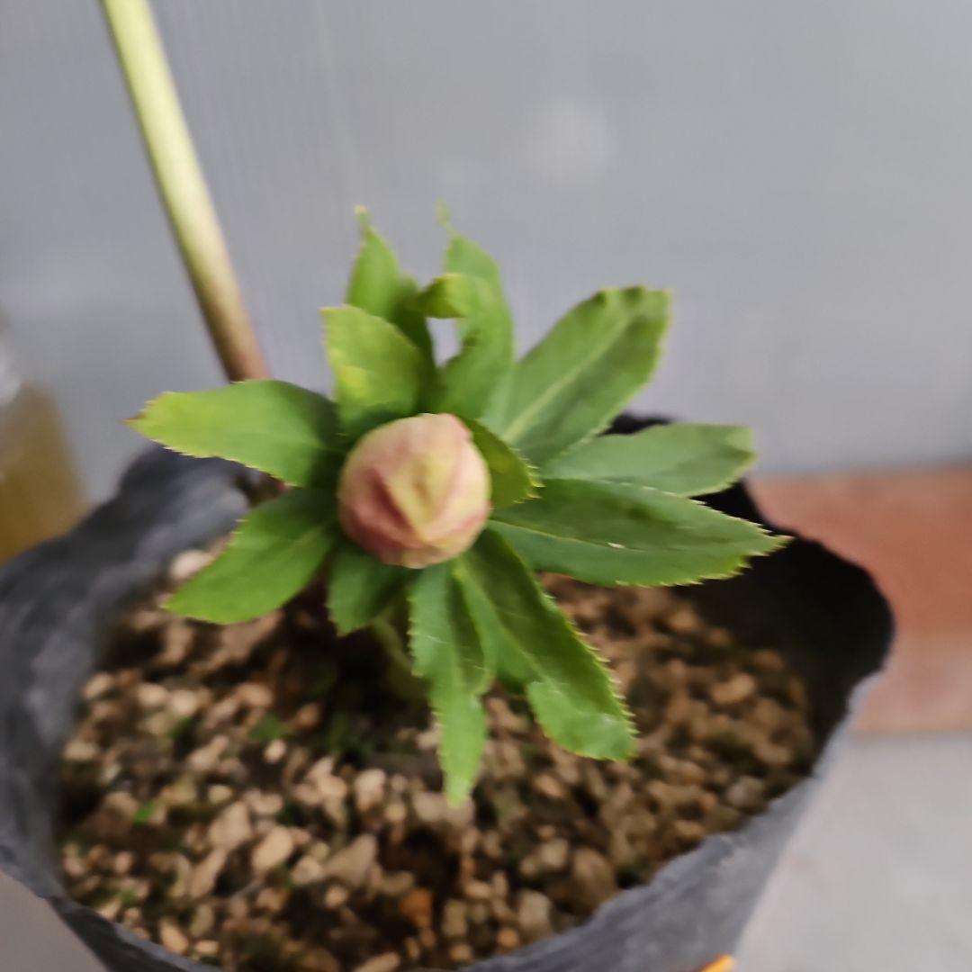 夕映え様ご購入苗㉖-207㉖-244クリスマスローズ