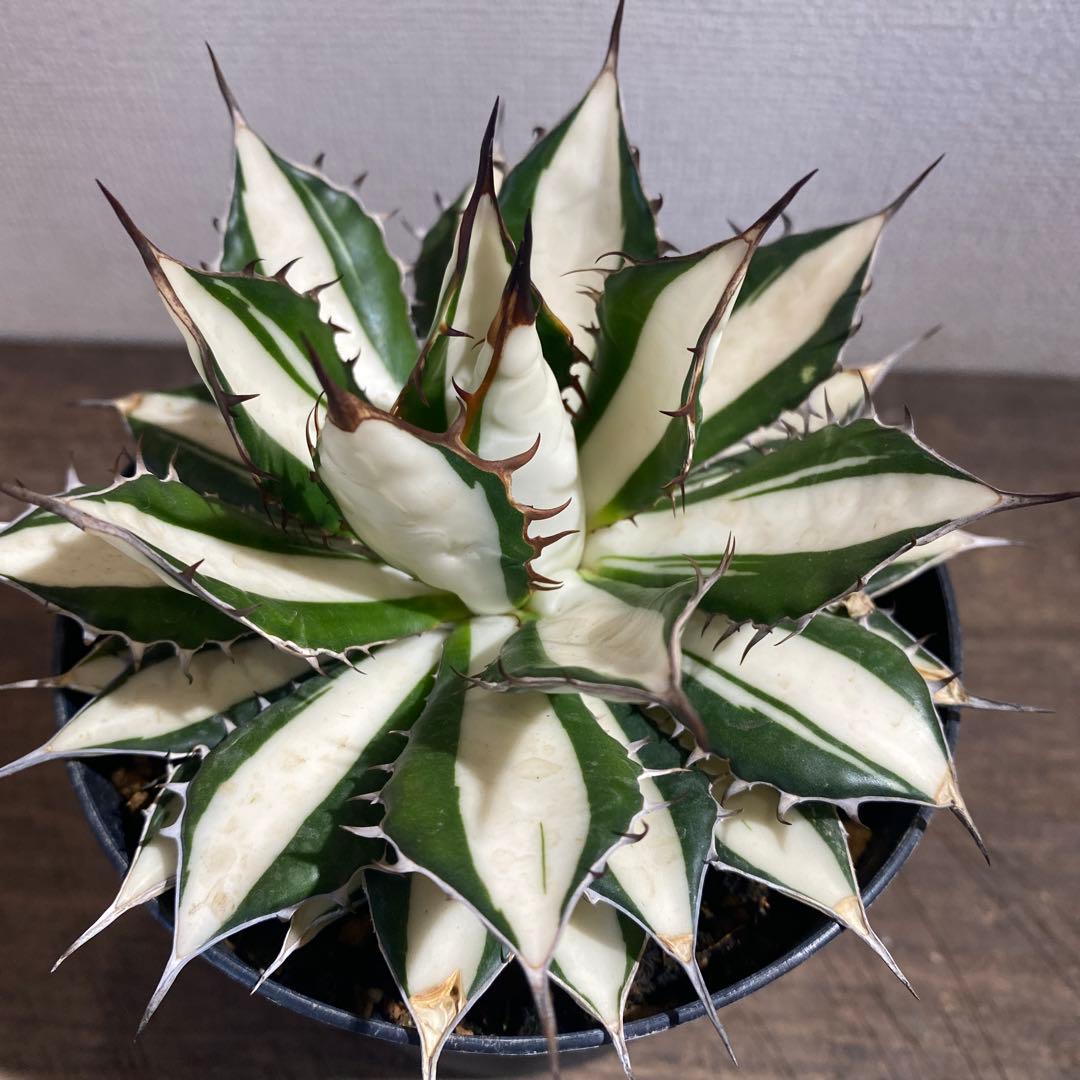 アガベ　ホリダ白中斑入　極上2