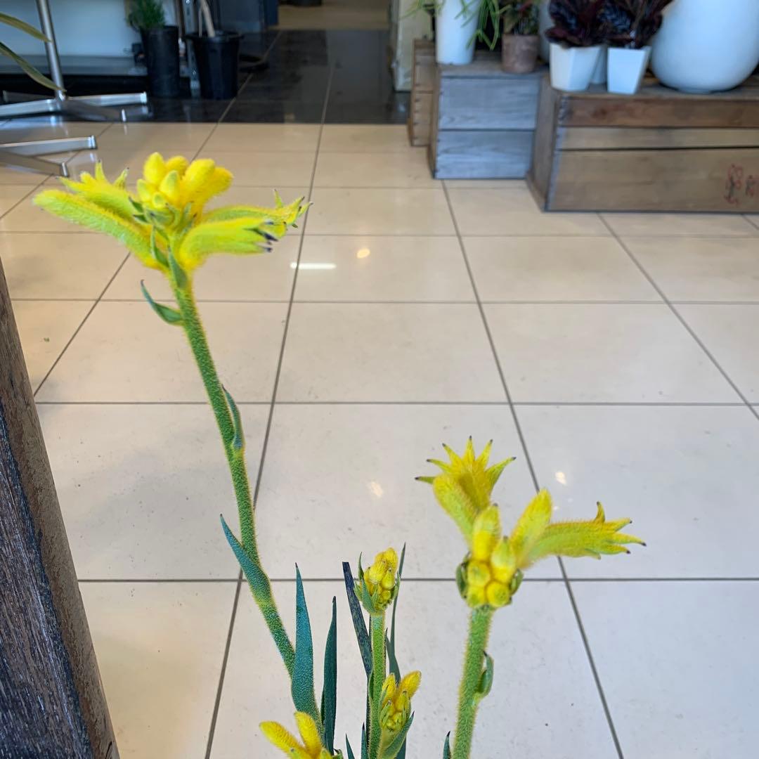 のこのこ　カンガルーポー3点