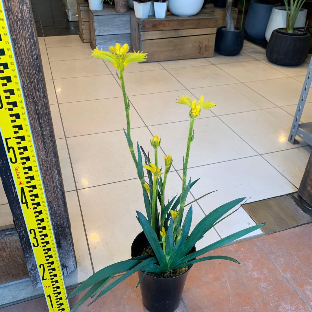 のこのこ　カンガルーポー3点