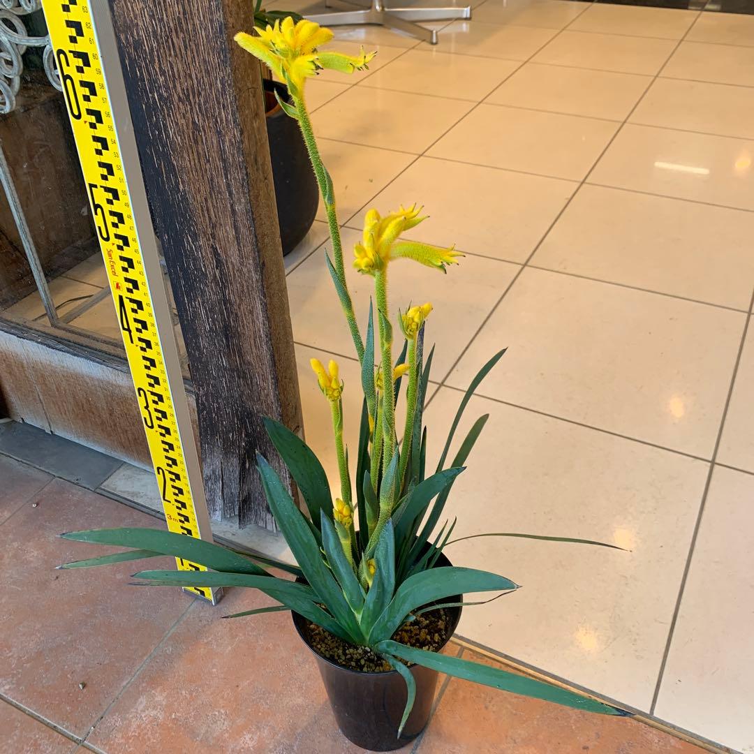 のこのこ　カンガルーポー3点