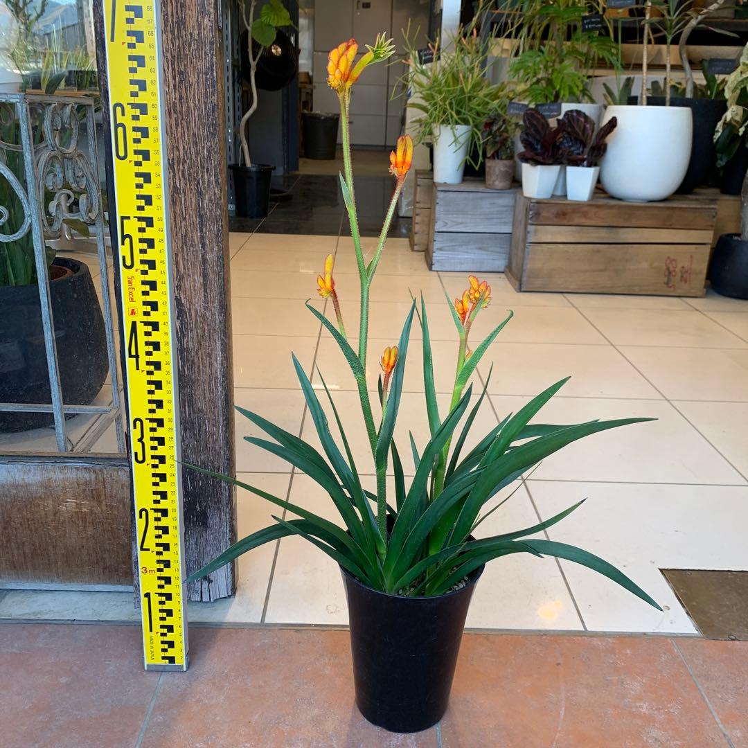 のこのこ　カンガルーポー3点