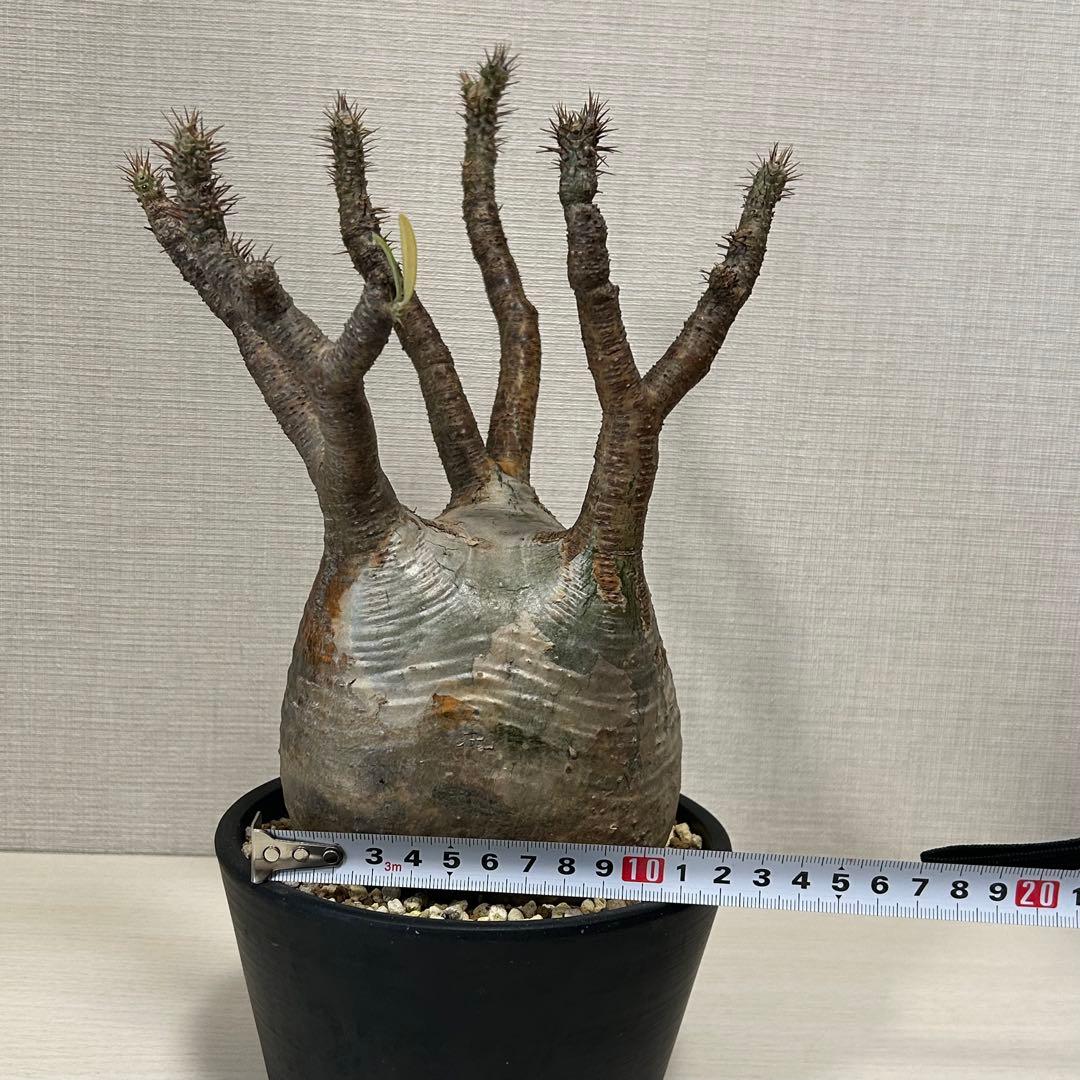 パキポディウム・グラキリス③　発根済み　現地球