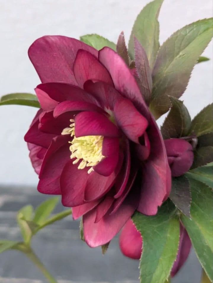 広瀬園芸 クリスマスローズ レッドリバーシブルDD｜内黒赤×裏ワインレッド