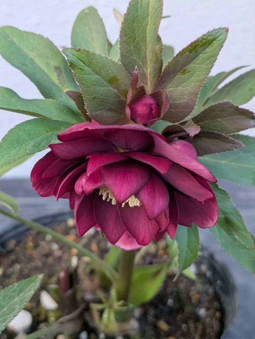 広瀬園芸 クリスマスローズ レッドリバーシブルDD｜内黒赤×裏ワインレッド