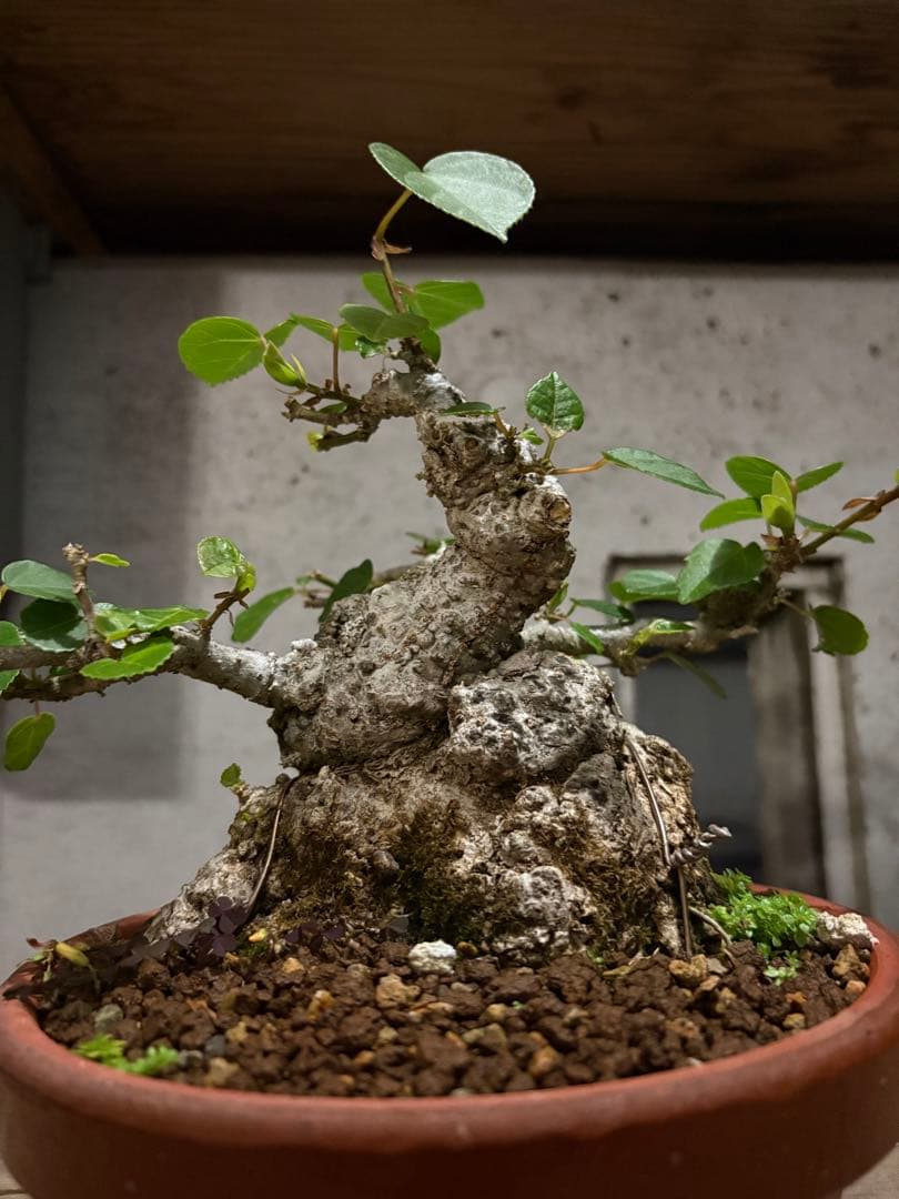 専用　オオハマボウ　小品盆栽　太幹　ハート型の葉