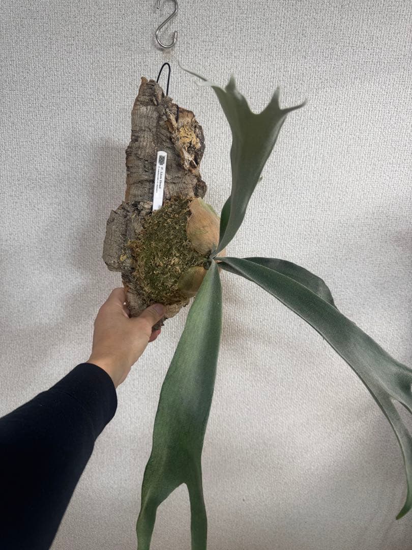 P. Lion Head ライオンヘッド　ビカクシダ　株分け　OC コルク