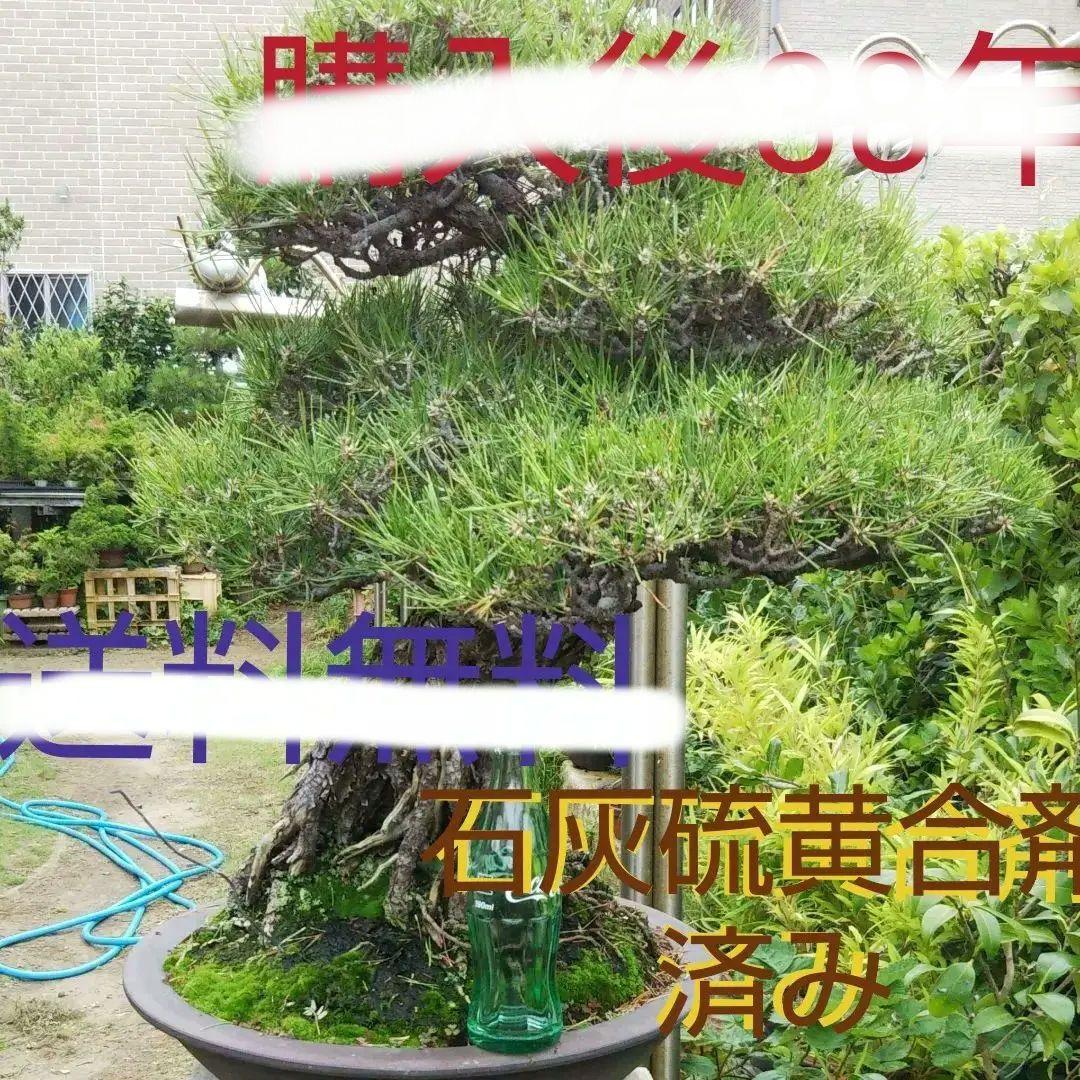 時代物 四国黒松 大品 根あがり盆栽 購入してから41年経過