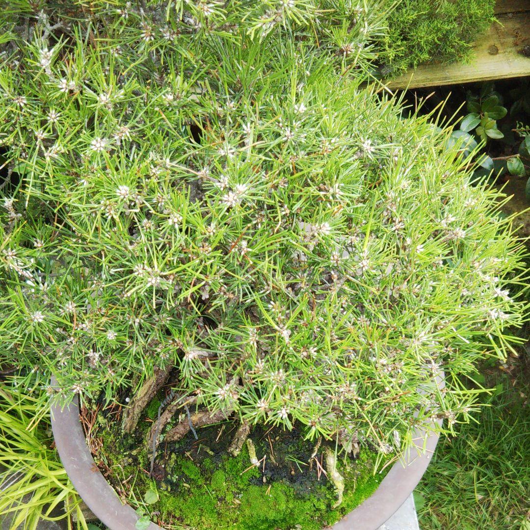 時代物 四国黒松 大品 根あがり盆栽 購入してから41年経過