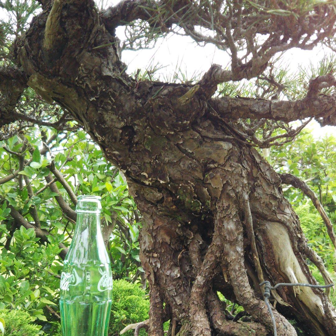 時代物 四国黒松 大品 根あがり盆栽 購入してから41年経過