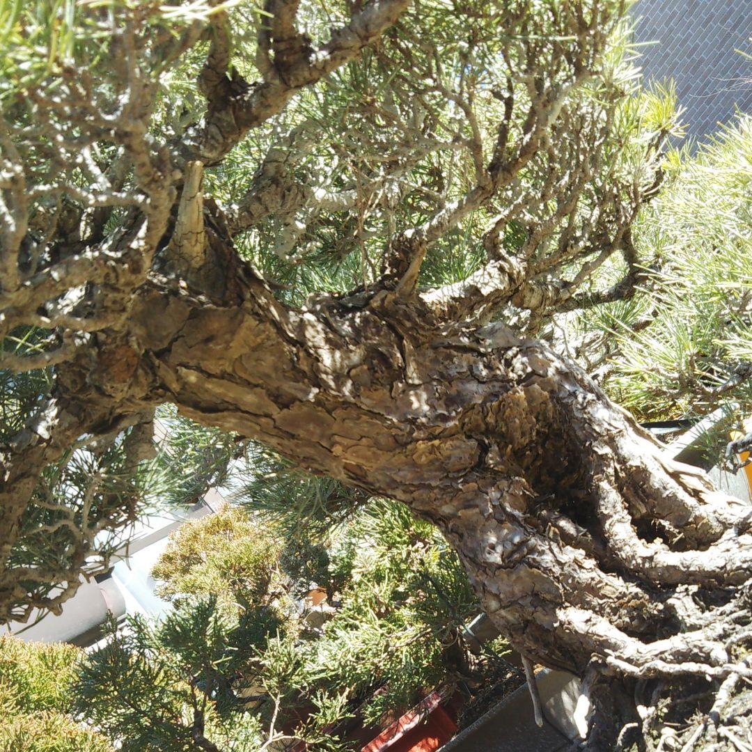 時代物 四国黒松 大品 根あがり盆栽 購入してから41年経過
