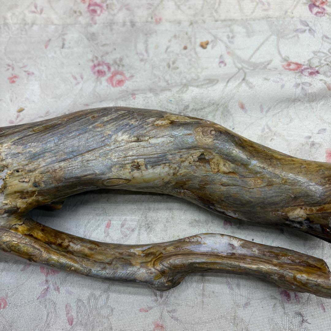 海松　深海松　レインボーコーラル　置物　素材　原木