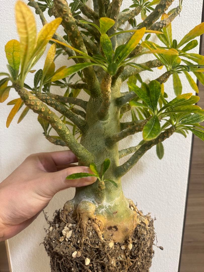 激太　ドルステニアギガス