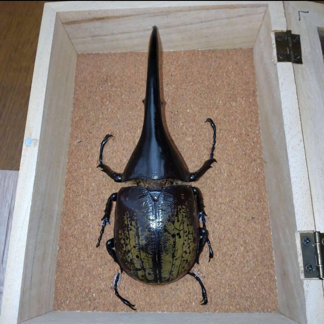 カーニバル　約40匹カブトクワガタ本物標本まとめ売り