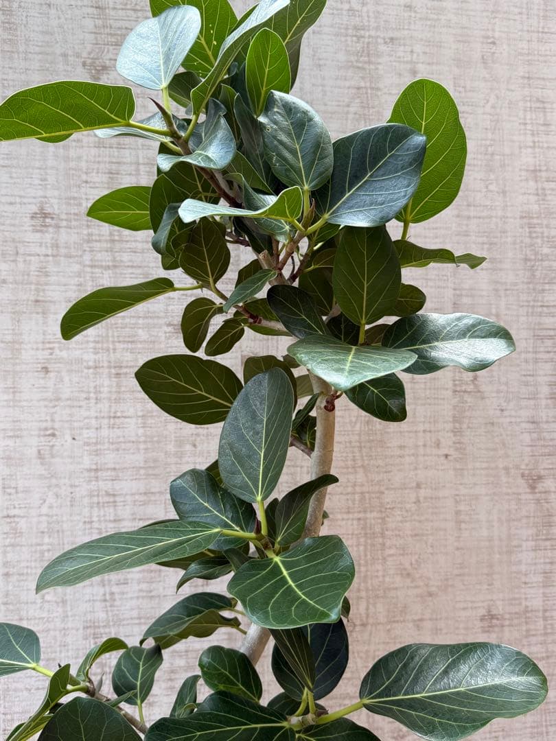 ☆ フィカス ベンガレンシス♪150cm リビングサイズ 曲がりフォルム♪