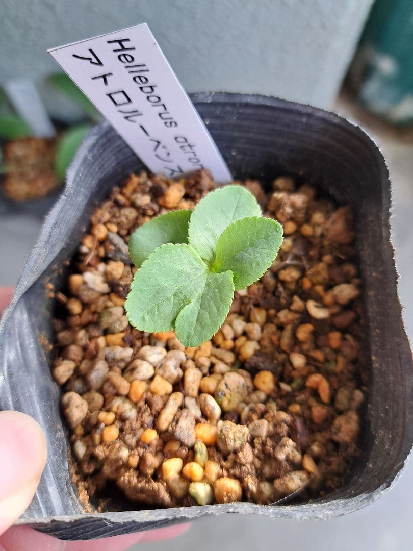 二*庵様 クリスマスローズ 原種 6株セット