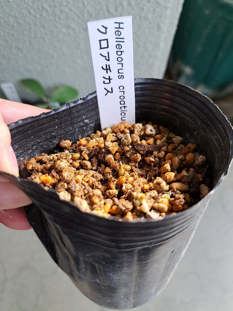 二*庵様 クリスマスローズ 原種 6株セット