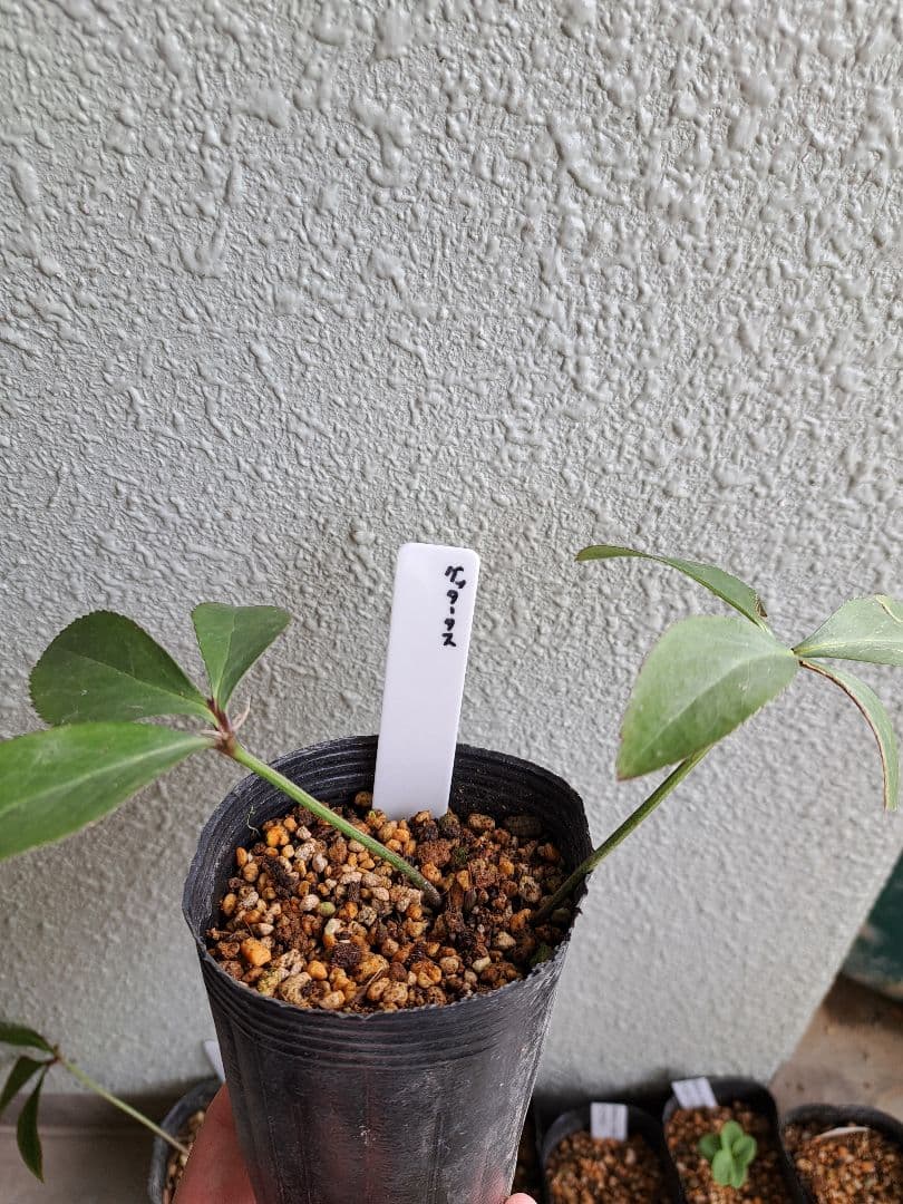 二*庵様 クリスマスローズ 原種 6株セット