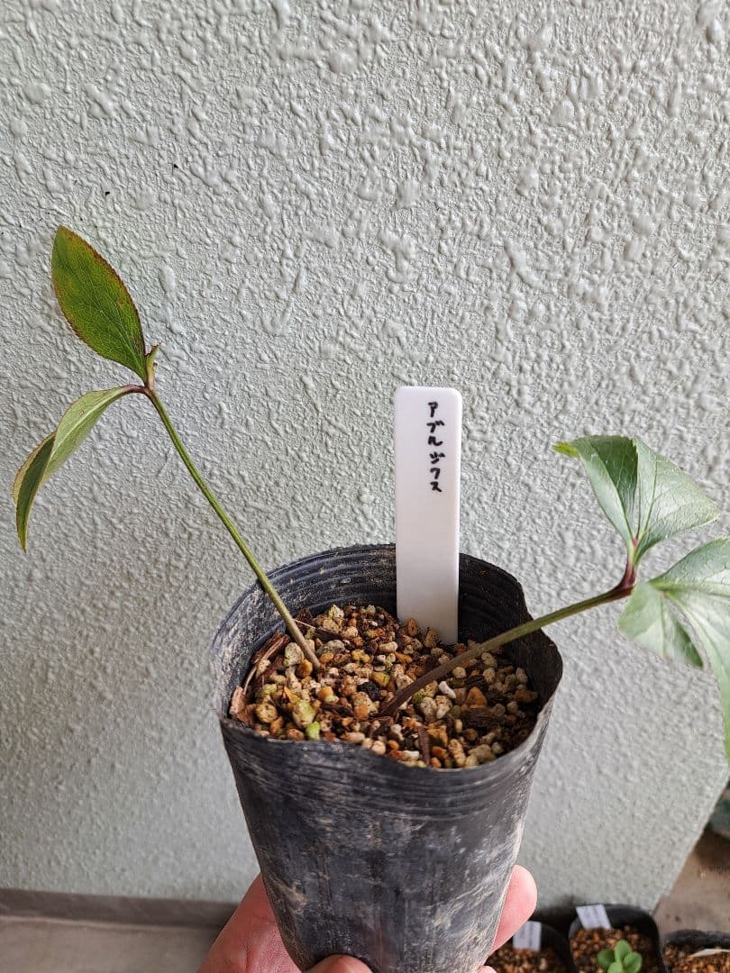 二*庵様 クリスマスローズ 原種 6株セット