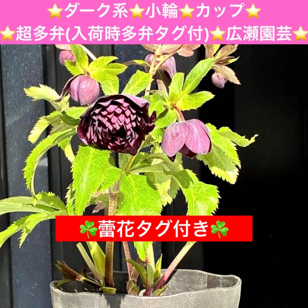 u*0様 3544☘️蕾花タグ付き☘️ダーク系⭐️小輪⭐️超多弁(入荷時多弁タグ
