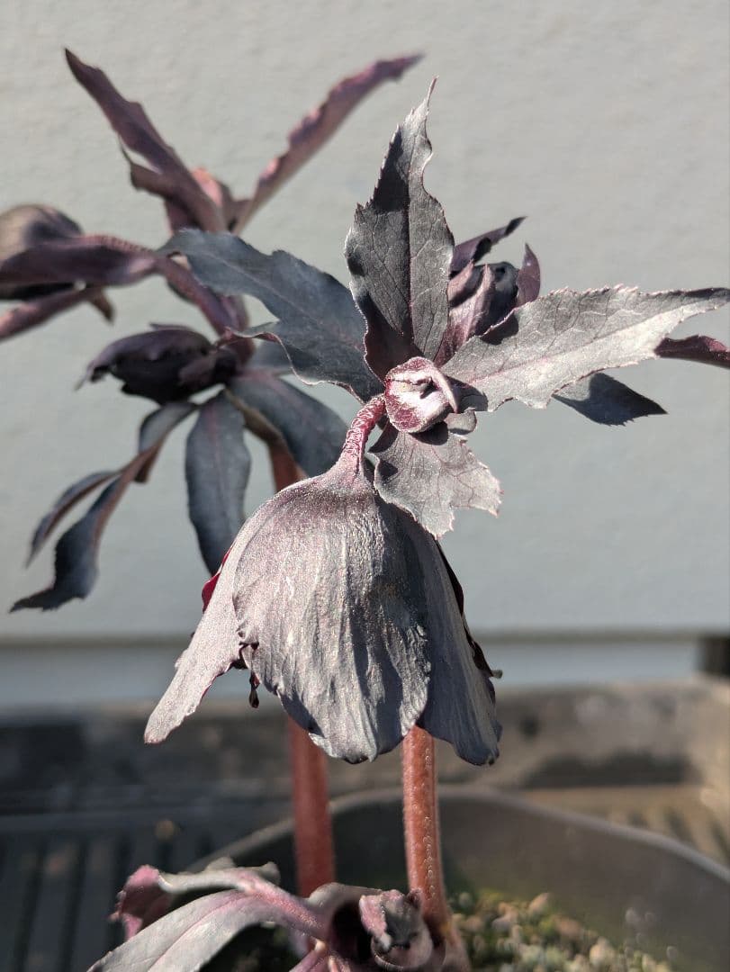 【漆黒極上個体】広瀬園芸　クリスマスローズ　ブラックマジックdd