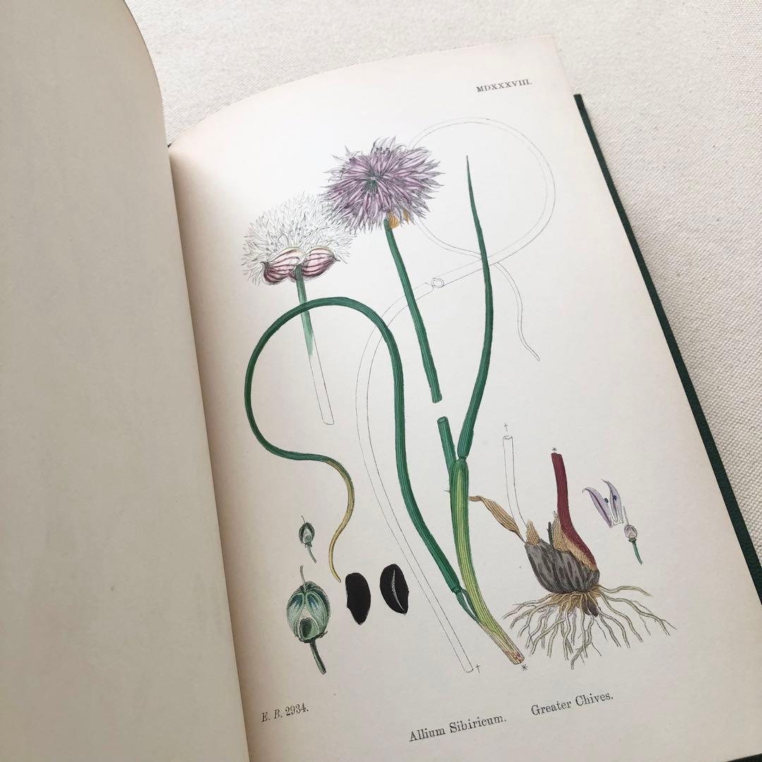 1869年！ 超希少　手彩色160枚　サワビーの英国植物図鑑ＩＸ　アンティーク