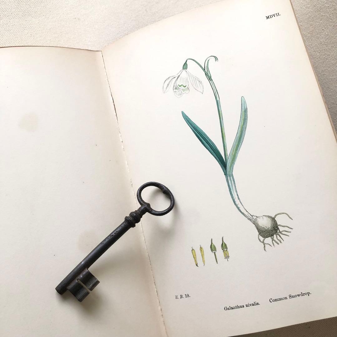 1869年！ 超希少　手彩色160枚　サワビーの英国植物図鑑ＩＸ　アンティーク