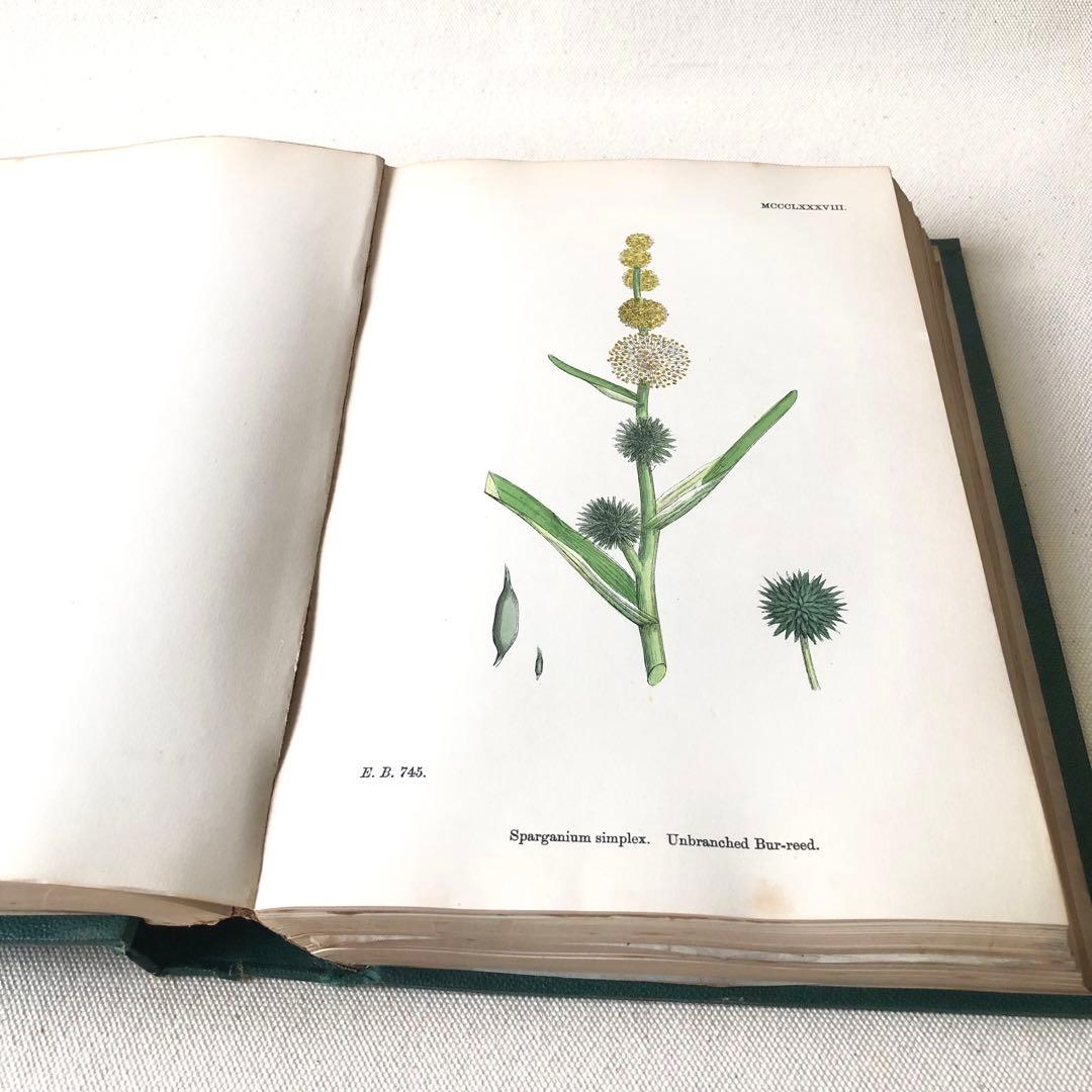 1869年！ 超希少　手彩色160枚　サワビーの英国植物図鑑ＩＸ　アンティーク