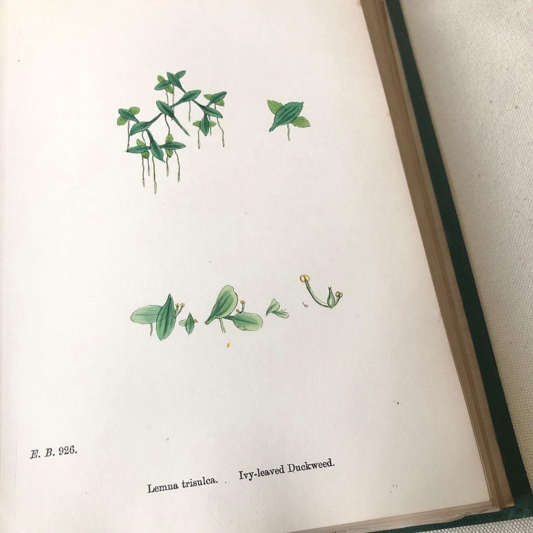 1869年！ 超希少　手彩色160枚　サワビーの英国植物図鑑ＩＸ　アンティーク