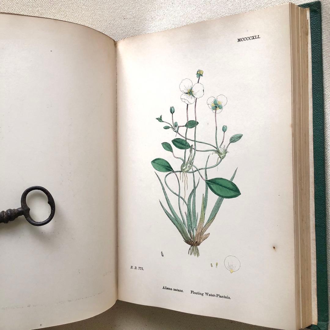 1869年！ 超希少　手彩色160枚　サワビーの英国植物図鑑ＩＸ　アンティーク