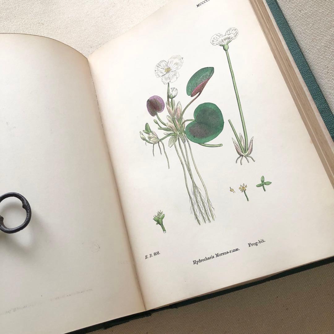 1869年！ 超希少　手彩色160枚　サワビーの英国植物図鑑ＩＸ　アンティーク