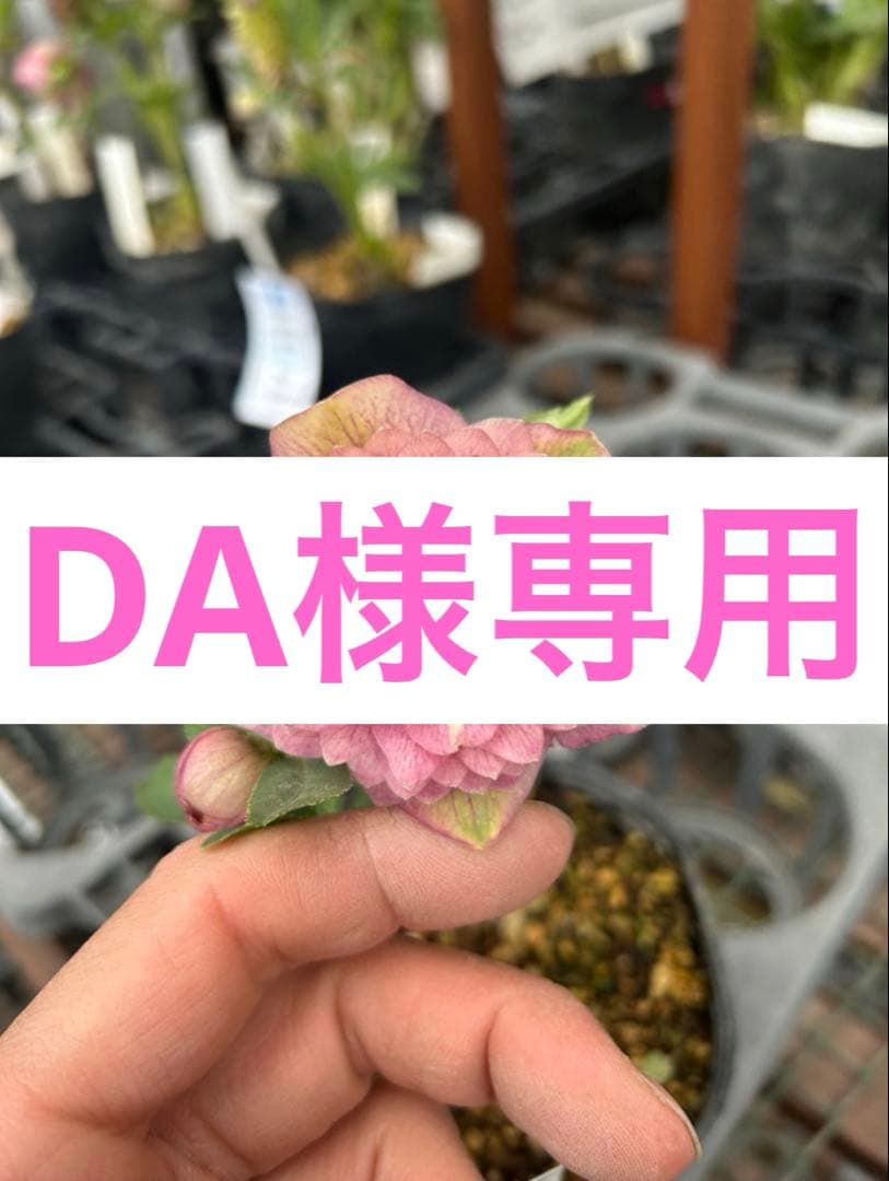 花 DA