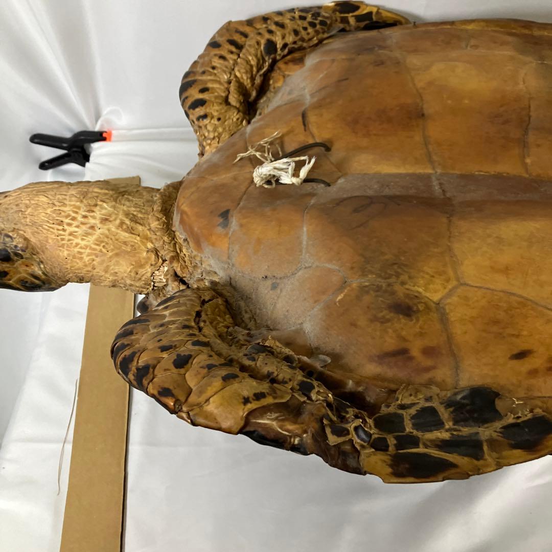 タイマイ亀の剥製　〔国際希少野生動植物種登録票有り〕