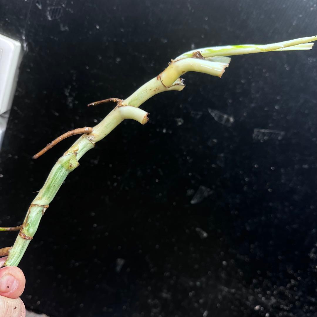 モ*♡様 斑入りモンステラホワイトタイガー大茎7株おまとめ