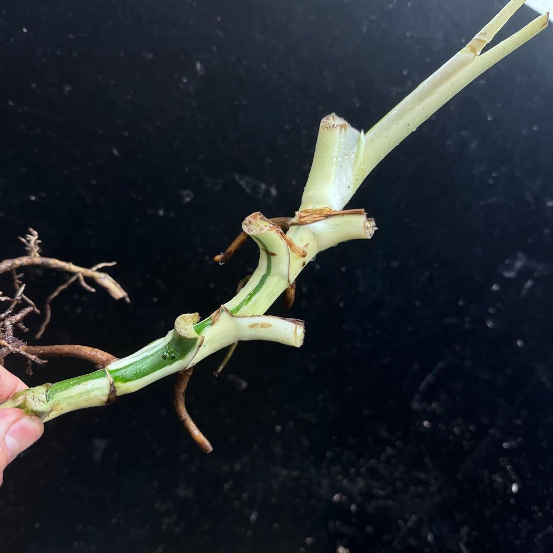 モ*♡様 斑入りモンステラホワイトタイガー大茎7株おまとめ