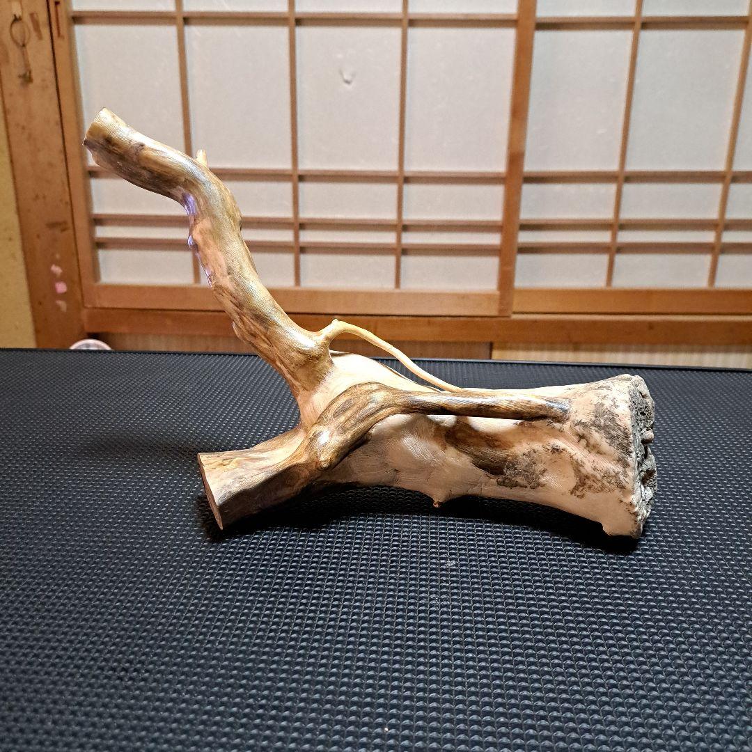 【極上】深海松レインボーコーラル 2.2㎏ 根付け原木(太23cm/細10cm)