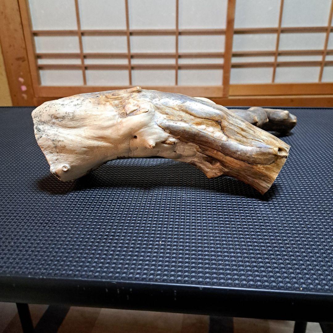 【極上】深海松レインボーコーラル 2.2㎏ 根付け原木(太23cm/細10cm)