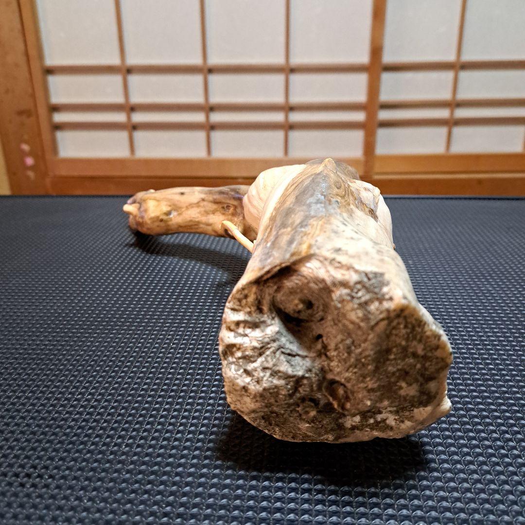 【極上】深海松レインボーコーラル 2.2㎏ 根付け原木(太23cm/細10cm)