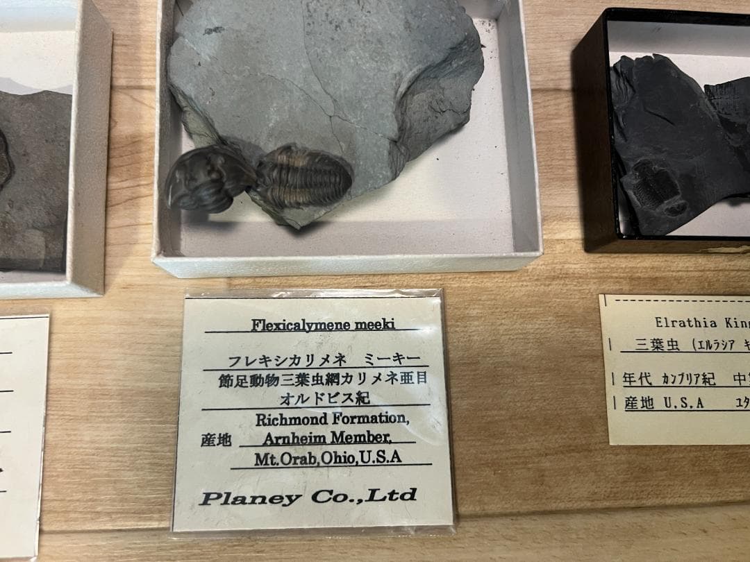 し*め様 化石 9点 / 三葉虫 カンブリア紀～デボン紀 / 産地：北米・南米