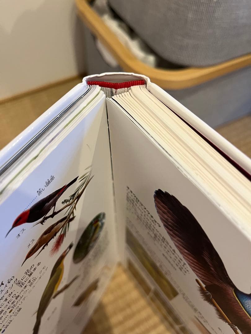 小学館の図鑑NEO 11巻セット