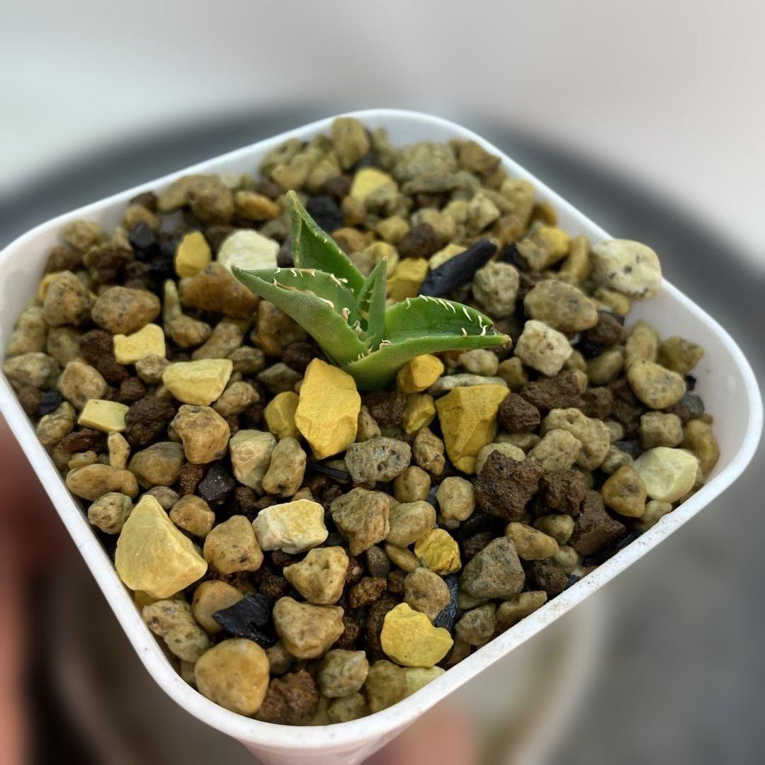 アガベ　ハイブリッド　 妖炎姬嚴龍　エボリスピナ×チタノタ　特選親株の直子