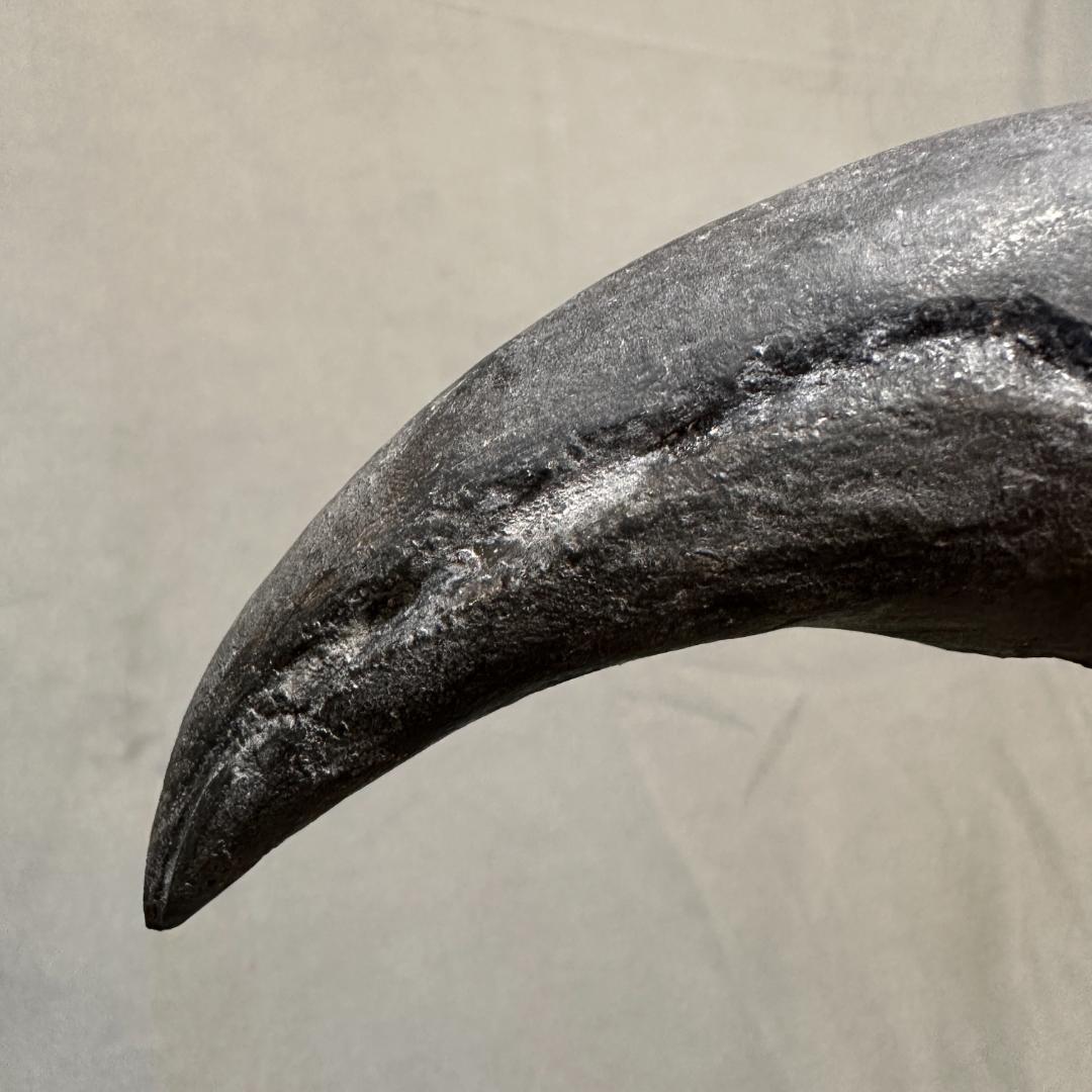 アロサウルス フットクロウ かぎ爪 化石標本 肉食恐竜 獣脚類 1499