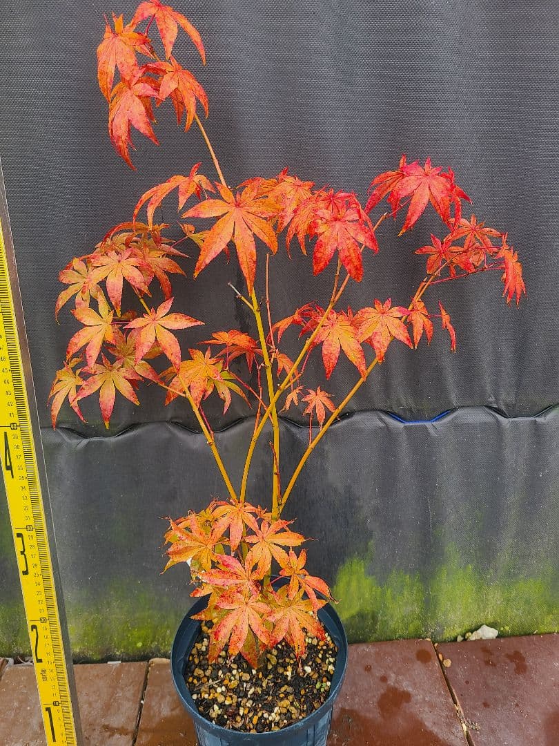 もみじ 接木苗 3本セット｜秋華・竜松院・大勇｜計3株 まとめ売り｜コレクション