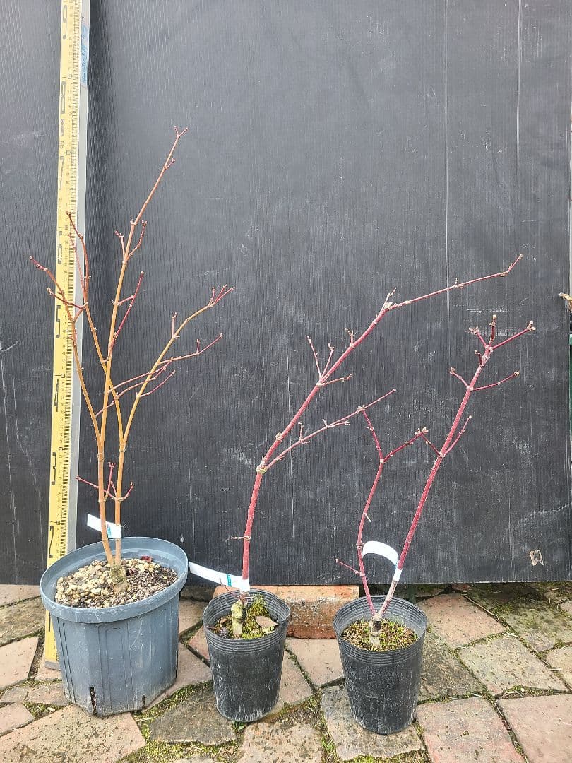 もみじ 接木苗 3本セット｜秋華・竜松院・大勇｜計3株 まとめ売り｜コレクション