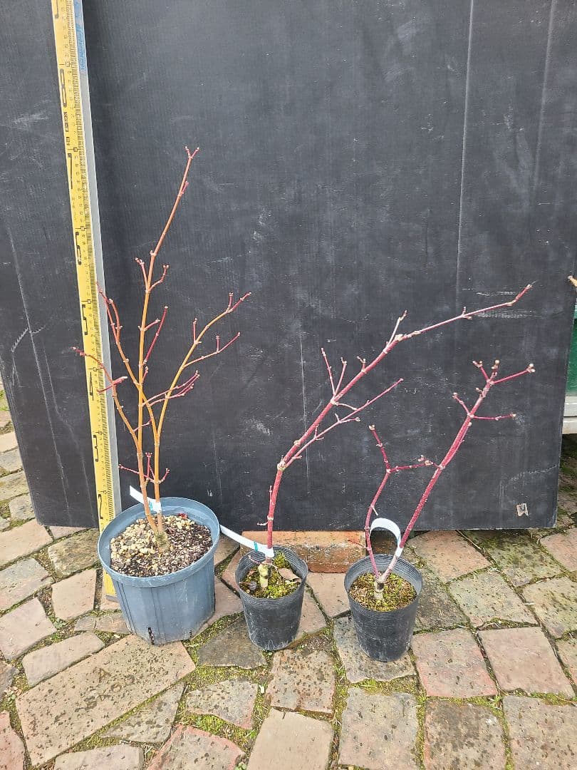 もみじ 接木苗 3本セット｜秋華・竜松院・大勇｜計3株 まとめ売り｜コレクション